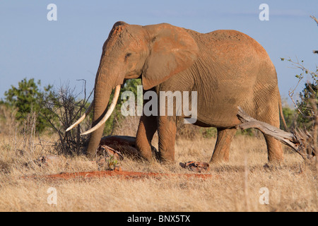 Elefante africano (Loxodonta africana) sotto la luce della sera. Foto Stock