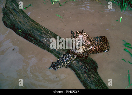 Giovani jaguar attacca un caimano nel fiume del Amazon. Foto Stock