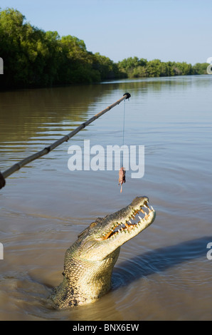 Coccodrillo di acqua salata salto per penzolante di carne durante un coccodrillo crociera sul fiume di Adelaide, il Territorio del Nord, l'Australia. Foto Stock