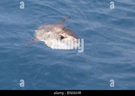 Sunfish nel mare reale natura, Mola mola luna sun pesci di mare Foto Stock