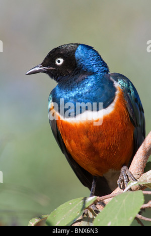 Superbo Starling (superbus Lamprotornis), Parco Nazionale Tsavo Est, Kenya. Foto Stock