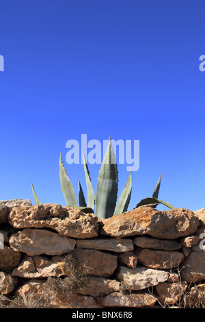 Agave pitera pianta mediterranea dietro il muro di pietra muratura Foto Stock