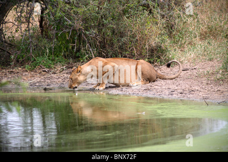 Leonessa (Panthera Leo) acqua potabile, Parco Nazionale di Tarangire e, Tanzania Foto Stock