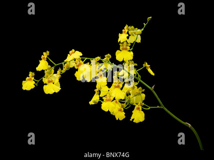 Di colore giallo brillante Oncidium orchid isolati su sfondo nero; Foto Stock