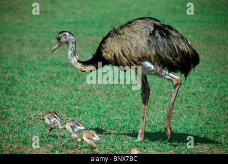 Un flightless UEM e i suoi pulcini. Foto Stock
