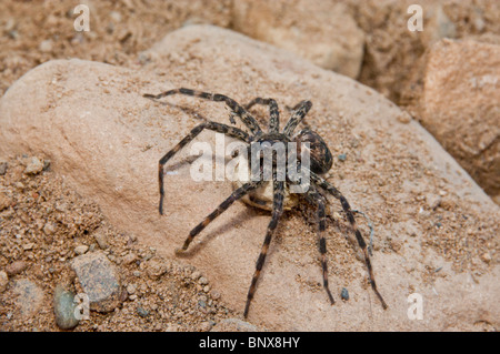 Femmina lupo rabbioso spider, Lycosa rabida, con uovo sac, Minnesota Foto Stock