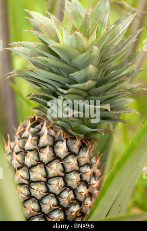 Impianto di ananas e frutta in asian Orchard Foto Stock