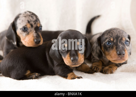 Due settimane vecchio cucciolata di colline punteggiano Bassotto cuccioli. Foto Stock