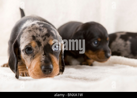 Due settimane vecchio cucciolata di colline punteggiano Bassotto cuccioli. Foto Stock