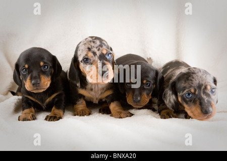 Due settimane vecchio cucciolata di colline punteggiano Bassotto cuccioli. Foto Stock