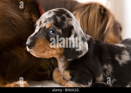 Due settimane vecchio colline punteggiano Bassotto cuccioli. Foto Stock