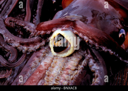 Jumbo o calamaro di Humboldt, Dosidicus Gigas, mare di Cortez, Messico Foto Stock