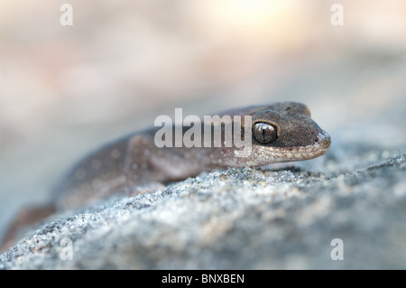 Vitattus ceck su una roccia Foto Stock