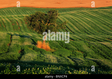 Albero su un campo in toscana della Val d'Orcia, Italia Foto Stock
