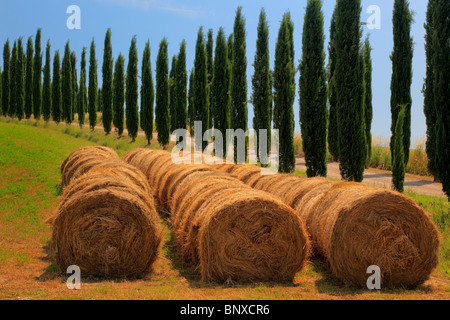 Balle di fieno e cipressi nella campagna toscana di Italia Foto Stock