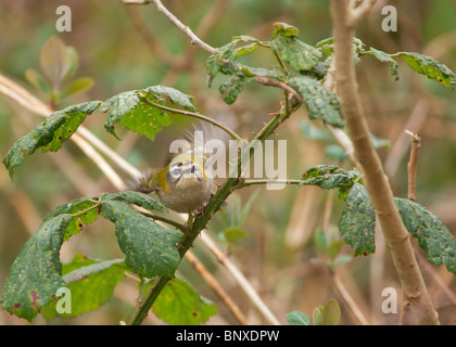 Firecrest Regulus ignicapilla fotografati a Stanley Park Blackpool Foto Stock