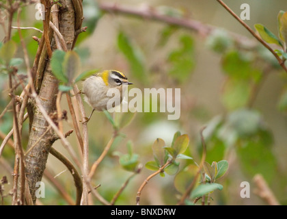 Firecrest Regulus ignicapilla fotografati a Stanley Park Blackpool Foto Stock