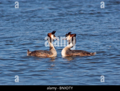 Grande crested svassi Podiceps cristatus eseguendo la danza di corteggiamento, fotografati a Marton mera riserva naturale Blackpool Foto Stock