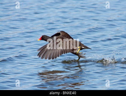 , Moorhen Gallinula chloropus fotografati a Marton mera riserva naturale, Blackpool Foto Stock