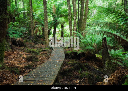 La foresta pluviale Wielangta boardwalk nel sud-est della Tasmania, Australia Foto Stock