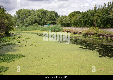 Le alghe, fiume Gipping, Ipswich, Suffolk, Regno Unito. Foto Stock