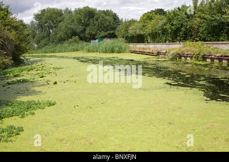 Le alghe, fiume Gipping, Ipswich, Suffolk, Regno Unito. Foto Stock