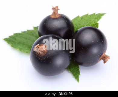 Macro shot di ribes. Tre le bacche con foglie isolate su uno sfondo bianco. Foto Stock