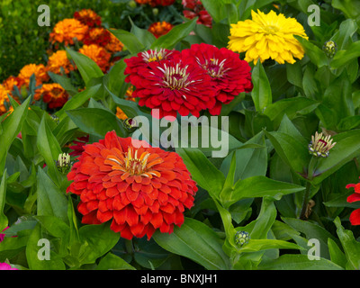 Una chiusura di coloratissimi Zinnias nel giardino fiorito a Bouges Foto Stock