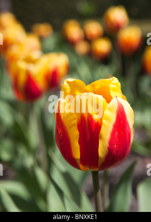 Il giallo e il rosso tulipano in giardino confine Inghilterra REGNO UNITO Foto Stock