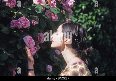 Una donna odore di Gertrude Jeckyll Rose in un giardino Foto Stock