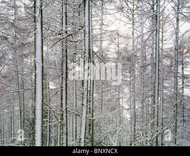 Neve nei boschi di Wrington Warren vicino a Wrington, Somerset, Inghilterra. Foto Stock