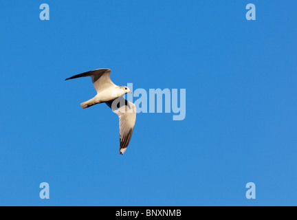 Gabbiano comune, Mew Gull, Mare Mew, Larus canus in volo. Foto Stock