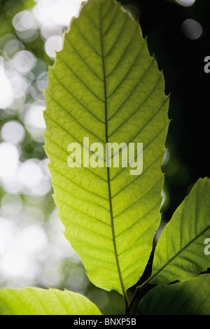 Foglie, close-up Foto Stock