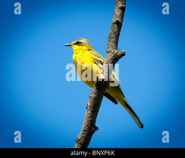 Wagtail giallo, Motacilla flava. L'uccello appollaiate su un ramo dell'albero. Foto Stock