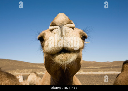 Camel guardando la telecamera, close-up Foto Stock