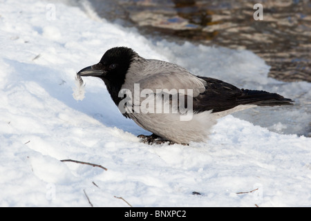 Cornacchia Mantellata (Corvus cornix) siede sulla neve. Foto Stock