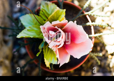 Fiore di seta Foto Stock