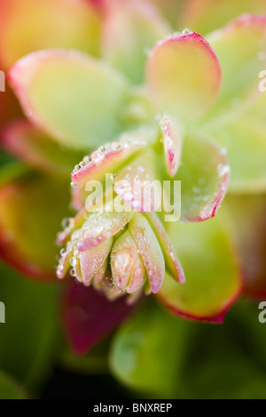 Gocce di rugiada sul Sedum, piante succulente Foto Stock
