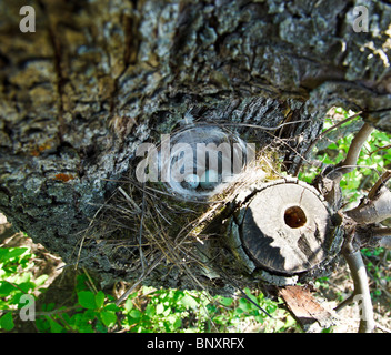 Un nido di un Europeo verdone, Carduelis chloris, con due uova. Foto Stock