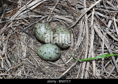 Il nido di gabbiano comune (Larus canus) nel selvaggio. Foto Stock