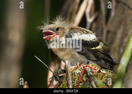 Зяблик, il pulcino del comune (fringuello Fringilla coelebs) nel nido. Foto Stock
