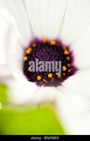 Centro del fiore osteospermum, close-up Foto Stock