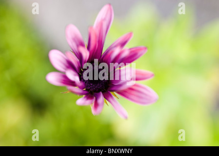 Unico osteospermum (African daisy) Foto Stock