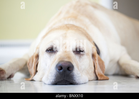 Vista ravvicinata di una sonnolenta giallo Labrador Retriever cane sdraiato sul pavimento. Winnipeg, Manitoba, Canada. Foto Stock