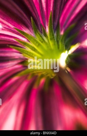 La parte inferiore del fiore Foto Stock