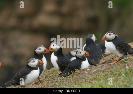 I puffini, Skomer Island, Pembrokeshire, Wales, Regno Unito, Europa Foto Stock