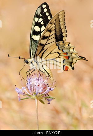 A coda di rondine del sud butterfly Foto Stock