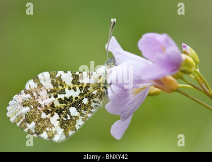 Punta di colore arancione in appoggio su di un fiore. Foto Stock