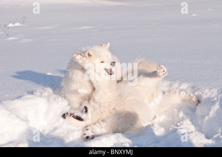 Samoiedo cani, bjelkier, giocare nella neve Foto Stock