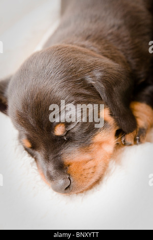 Un cucciolo assonnato cercando carino. Foto Stock